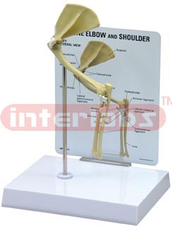 Feline Elbow Shoulder